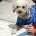 Ücretsiz sahiplenme terrier acil yuva fotoğraf