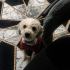 Ücretsiz sahiplenme terrier acil yuva fotoğraf