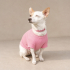 Ücretsiz sahiplenme jack Russell fotoğraf