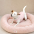 Ücretsiz sahiplenme jack Russell fotoğraf