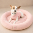 Ücretsiz sahiplenme jack Russell fotoğraf