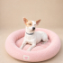 Ücretsiz sahiplenme jack Russell fotoğraf