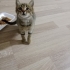 2 aylık prenses yuva ariyor fotoğraf