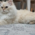 Yakışıklı dost maviş fotoğraf