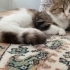 Kocaman boncuk gözlü minik prenses fotoğraf