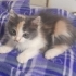 Çok acil yuva arıyorum fotoğraf