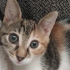 Calico Güzellik fotoğraf