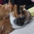 Calico Güzellik fotoğraf