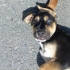 2 buçuk aylık zıpır oyuncu Babası Sibirya kurdu annesi kopay av köpeği.ücretsiz fotoğraf