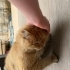 Mavi gözlü yetişkin erkek sarman kedi fotoğraf
