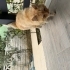 Mavi gözlü yetişkin erkek sarman kedi fotoğraf