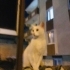 Acil yuva aranıyor fotoğraf