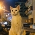 Acil yuva aranıyor fotoğraf