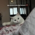 Bal yeni yuvasını arıyor.. fotoğraf