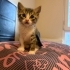 MİNİK KEDİYE ÖMÜRLÜK YUVA ARIYORUZ fotoğraf
