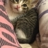 MİNİK KEDİYE ÖMÜRLÜK YUVA ARIYORUZ fotoğraf