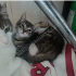 Yavru Kedi Sahiplendirme fotoğraf