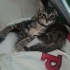 Yavru Kedi Sahiplendirme fotoğraf