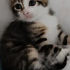 Yavru Kedi Sahipendirme fotoğraf