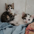 Yavru Kedi Sahipendirme fotoğraf