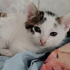 Yavru Kedi Sahiplendirme fotoğraf