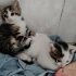 Yavru Kedi Sahiplendirme fotoğraf