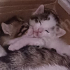 Yavru Kedi Sahiplendirme fotoğraf