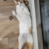 Tandi ile Bonita fotoğraf