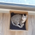 Tandi ile Bonita fotoğraf