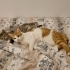 Tandi ile Bonita fotoğraf