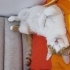 Tandi ile Bonita fotoğraf