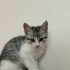 Tekir British kırma fotoğraf
