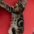 1.5 aylık yuva arıyor fotoğraf