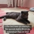 🚨 ACİL YUVA ARANIYOR – ÜCRETSİZDİR ANKARA fotoğraf