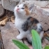 Nohut bebek yuva ariyor fotoğraf