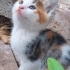Nohut bebek yuva ariyor fotoğraf