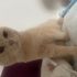 Kedi kayboldu yardım edin lütfen fotoğraf