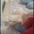 Kedi kayboldu yardım edin lütfen fotoğraf