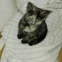 şans kedisi tortoiseshell fotoğraf