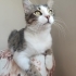 Boncuk gözlü güzellik fotoğraf