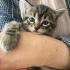 SAĞLIKLI OYUNCU YAVRU KEDİ YUVA ARIYOR fotoğraf