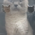 BRİTİSH SHORTHAİR BLUE POİNT SOKAGA BIRAKILMIŞ KORUMAYA ALDIK fotoğraf