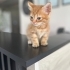 1.5 AYLIK SARI ŞEKER VETERİNERDEN..!! fotoğraf