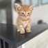 1.5 AYLIK SARI ŞEKER VETERİNERDEN..!! fotoğraf