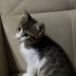 2 AYLIK YAVRUYA ACİL ÖMÜRLÜK YUVA fotoğraf