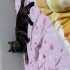 Ürkek Tarçın Sevgi Dolu Ailesini Bekliyor fotoğraf