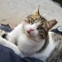 SOKAKTA SÜREKLİ HASTALANAN KEDİME ACİL YUVA fotoğraf