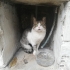 SOKAKTA SÜREKLİ HASTALANAN KEDİME ACİL YUVA fotoğraf