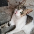 SOKAKTA SÜREKLİ HASTALANAN KEDİME ACİL YUVA fotoğraf