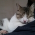 SOKAKTA SÜREKLİ HASTALANAN KEDİME ACİL YUVA fotoğraf